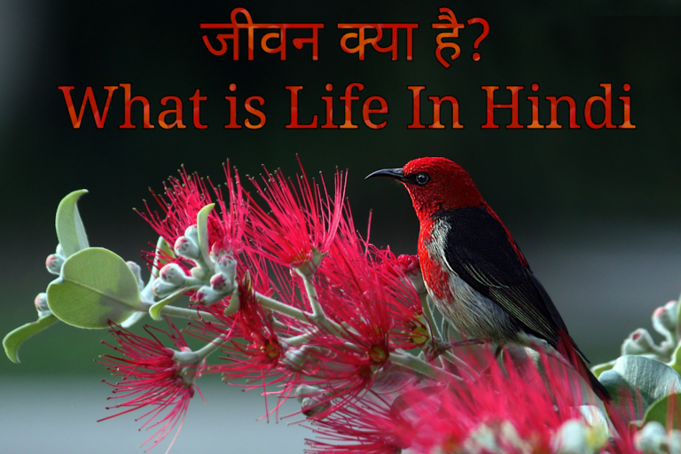जीवन क्या है?【What is Life In Hindi】