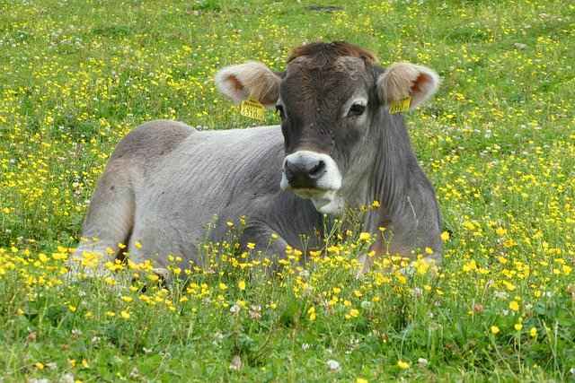 cow and buffalo fun facts in hindi 10 (गाय और भैंस की कुछ आश्चर्यजनक और दिलचस्प जानकारी)