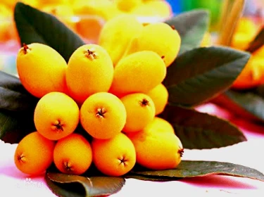 loquat fruit in hindi