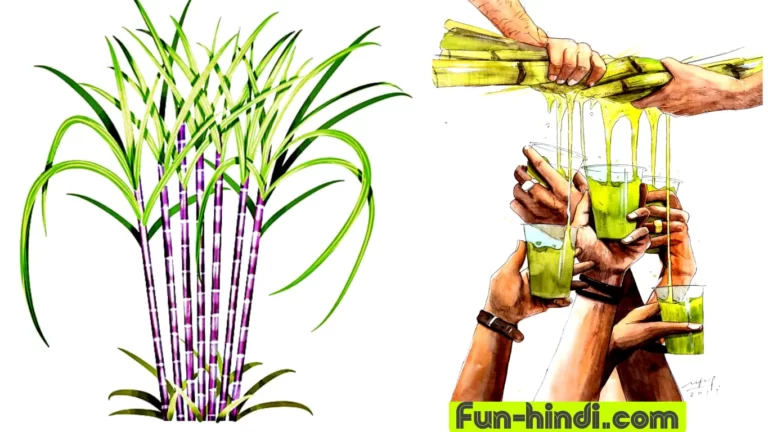 Sugarcane Juice Health benefits and Side-effects