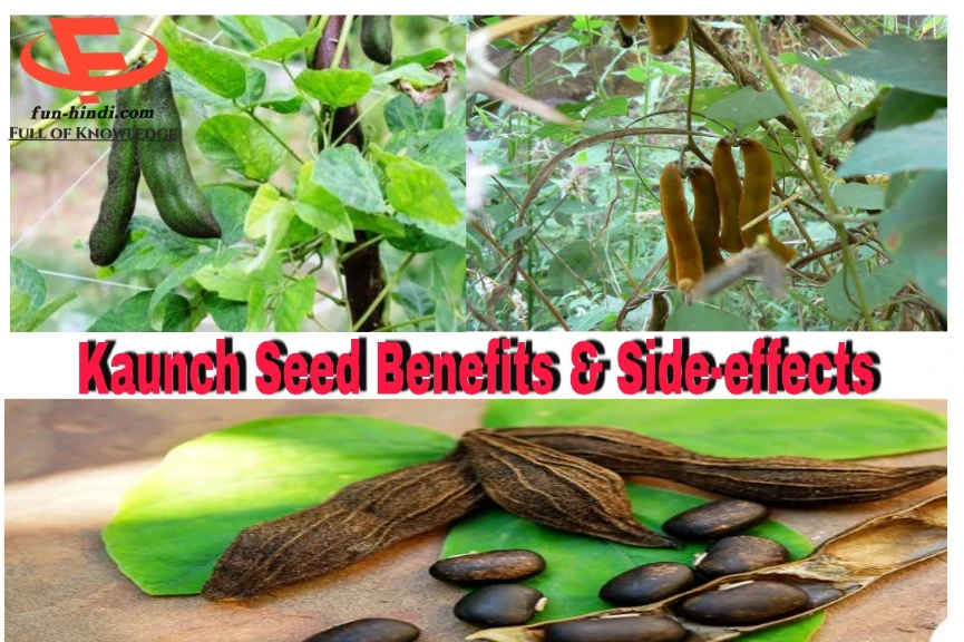 Kaunch Seed Benefits & Side-effects