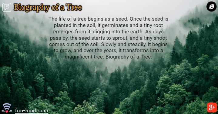 Biography of a Tree