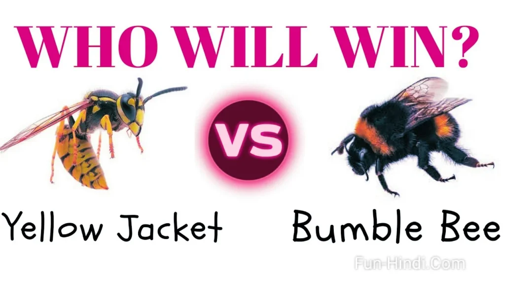 bee versus yellow jacket