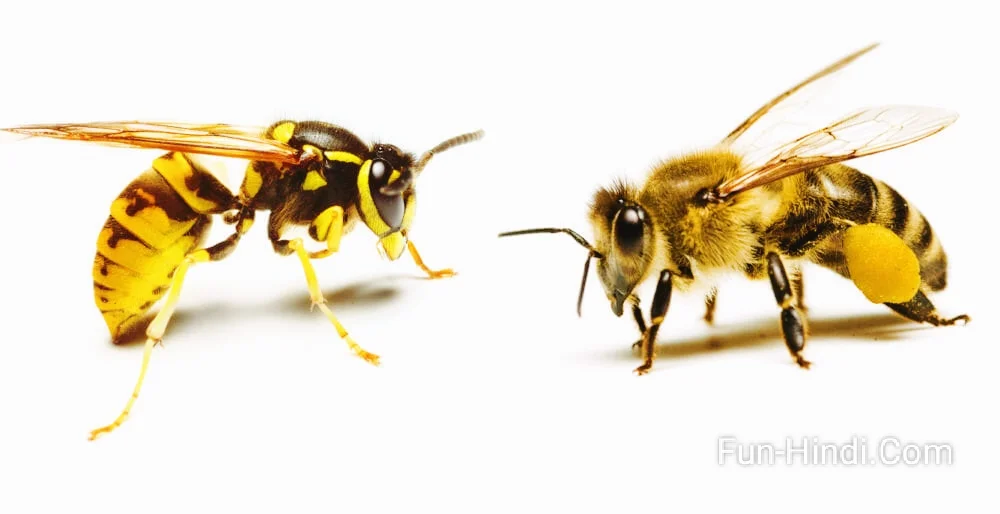 bee versus yellow jacket